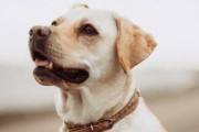 如何正确喂养幼犬（注意事项与建议，营养配餐技巧）