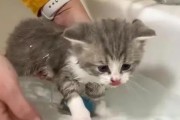 猫洗澡的正确方法及注意事项（如何给你的宠物猫提供一个舒适而安全的洗澡环境）