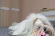 英国斗牛犬的营养需求（为你的英国斗牛犬提供正确的饮食，让其强壮健康）