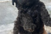 以泰迪是什么狗配出来的？（探究泰迪犬的混种血统及特点）