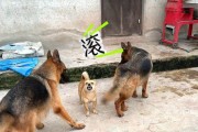 土狗的亮毛之道（提高土狗毛发亮度的养护方法）
