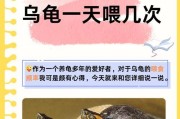 家养小乌龟的食物选择（培养健康小乌龟的关键食物知识）