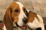 比格犬的饮食指南（让你的比格犬健康成长的饮食秘籍）