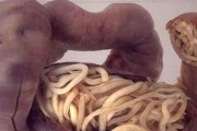 猫身上的寄生虫真的令人头疼吗？（揭开猫体内寄生虫的秘密，了解如何预防和治疗）