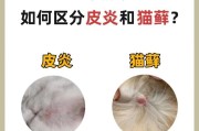 猫藓（揭开猫藓谜团，呵护宠物健康不容忽视）