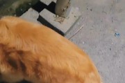 金毛犬的体重和过胖问题（了解金毛犬的标准体重和应对过胖情况）
