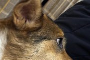 中华田园犬（探寻中华田园犬的血统及种类，发现其珍贵性）