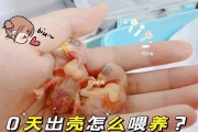 以牡丹鹦鹉喂什么有营养？（营养均衡的饲料是牡丹鹦鹉的必需）