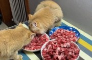 猫吃牛肉需要多长时间？（猫的消化系统及饮食习惯和牛肉摄取时间有关）