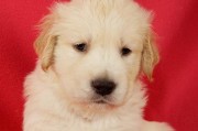 金毛犬的温顺和友善性格使其成为理想宠物（金毛犬）