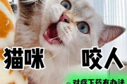 如何解决猫咪挑食问题（养猫10年的经验分享，让你的猫咪不再挑食）