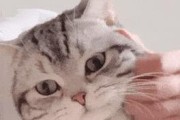 解析“以猫大啥意思”的真实含义（探寻猫的象征意义，拆解“大啥”的谐音谜团）