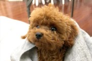 分享泰迪犬训练教学，掌握相关的训狗技巧（成为泰迪犬训练专家，建立和宠物的深厚关系）