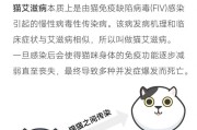 流浪猫病传染人的危险！（了解关键病症，预防为先！）