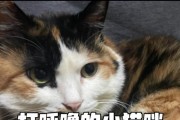 猫咪打呼噜的含义与解读（探寻猫咪打呼噜的背后奥秘）