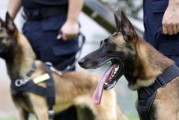 让宠物长寿的秘密（揭秘马犬长寿的方法，让你的宠物健康寿命更长）