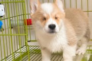 柯基犬易失明的原因及防范措施（探究柯基犬失明现象的成因与预防方法）