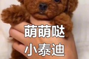 泰迪犬交配后多久可以迎接新生崽儿？（了解泰迪犬交配后的孕期和产期时间）