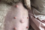 狗狗怀孕的反应及注意事项（了解狗狗怀孕期间的变化和正确护理方法）