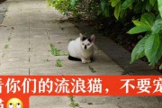 流浪猫与野猫（如何辨别流浪猫和野猫，以及是否适合将其带回家？）