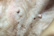 母狗的发情期及例假情况详解（了解母狗的生理周期与变化，更好地照顾它们）