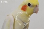 呕吐褐色物的情况解析（了解褐色呕吐的原因与应对方法）