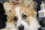 狗狗尴尬期的饮食保健指南（狗狗尴尬期的饮食调理与营养需求分析）