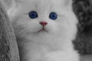 山东狮子猫的饲养方法（养狮子猫不难，关键在细节）