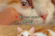 猫咪眼屎的原因及处理方法（解决猫咪眼屎问题的有效措施）