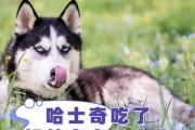 宠物狗的饮食健康指南（科学饮食是狗狗健康的基石）