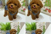 训练泰迪幼犬大小便需要多久？（成功培养幼犬排泄习惯的关键步骤和时间）