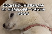 小狗身上的跳蚤（解析小狗身上的跳蚤是如何形成及如何防治）