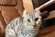 美国卷耳猫的饲养方法（从饲料到训练，全面了解美国卷耳猫的养护）