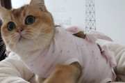 小猫断奶后突然猝死，如何正确给宠物断奶？（当你准备给小猫断奶，请注意以下这些细节！）