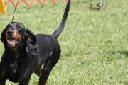 探秘猎狐犬的美容之道（打造宠物时尚，让爱犬更迷人）