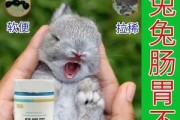 兔子便秘的原因及应对方法（了解兔子便秘的原因，有效预防和治疗方法）