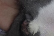 狗狗隐睾的问题详解（为什么会隐睾？如何检测？如何预防？）
