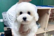 比熊犬爪子的多彩色世界（揭秘比熊犬爪子颜色的奥秘）