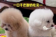 狗狗的健康零食选择