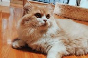 给猫洗澡的正确方法（如何给猫洗澡？选择合适的洗护用品是关键！）