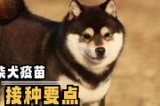 成年狗狗应接种的4种必要疫苗（保护爱宠健康，预防常见病症）