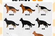 以德牧喂什么眼色术好呢？（探索适合德牧的眼色术及关键要素）