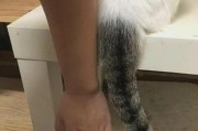 猫竖起尾巴的含义与解读（探秘猫咪尾巴姿态中的语言密码）