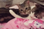 如何制止家里的两只公猫搞基行为？（有效方法与注意事项，解决猫咪同性行为问题）