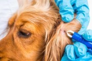 寄生虫对狗狗的危害（宠物爱护必备，掌握这些知识保护狗狗健康）
