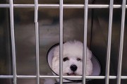为什么狗缺乏安全感？（探究狗缺乏安全感的原因及对策）