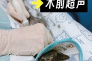 宠物医院（以宠物医院为例，探讨如何给宠物提供全方位的医疗保健服务）