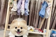 探索博美成长的速度之谜（博美犬的成长速度与其体型特征密切相关）