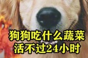 千万不要喂狗狗的食物！（保护你的毛茸伙伴免受危险食物的侵害）