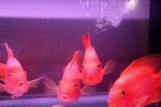 如何饲养健康活泼的鹦鹉鱼（饲养环境、饲料和水质的重要性）